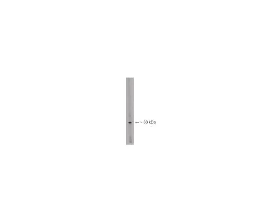 62-8455-02　Anti-Lbx1; 100 μg　AB15292