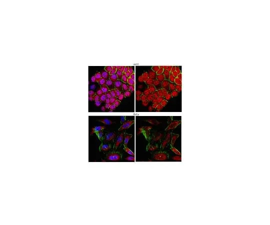 62-8460-90　Anti-HDAC4; 100 μL　ABE262