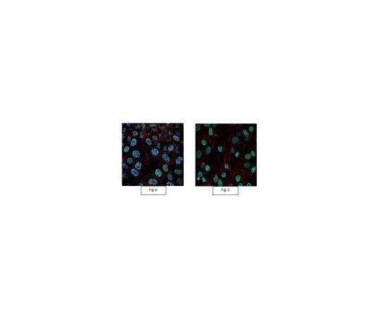 62-8385-32　Anti-trimethyl-Histone H3 (Lys4) Antibody, Alexa Fluor(R) 488　07-473-AF488