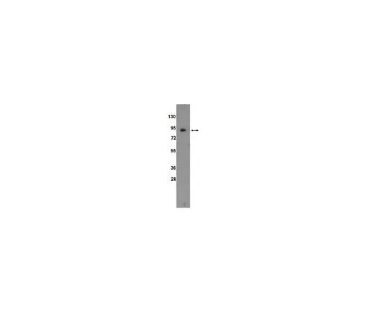 62-8389-21　Anti-ATF6　09-069