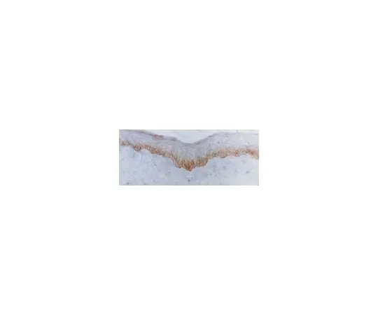 62-8446-01　Anti-Integrin beta4; 100 μL　AB1922