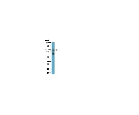 62-8444-81　Anti-Myosin X; 100 μL　AB1094