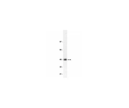 62-8372-19　Anti-CAR, clone RmcB; 200 μg　05-644
