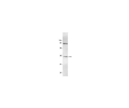 62-8384-23　Anti-AUF1; 200 μg　07-260