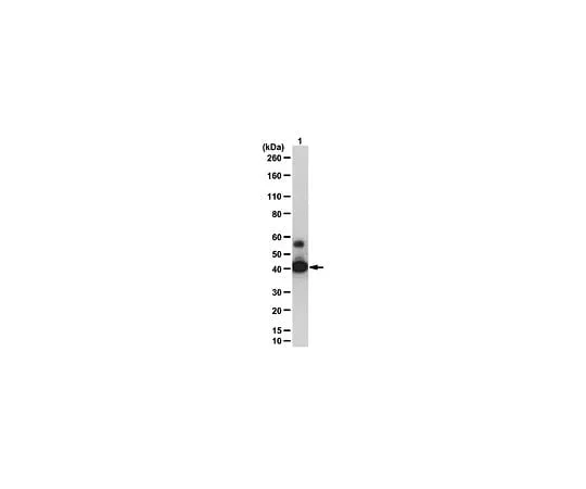 62-8390-07　Anti-SIRT2; 100 μg　09-843