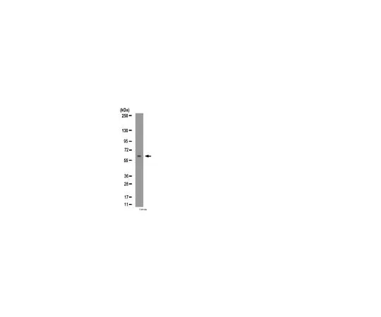 62-8454-11　Anti-NR1D1 (Rev-ErbA α); 100 μg　AB10130