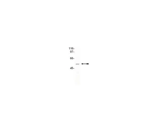 62-8367-89　Anti-CuGBP2, Clone 1H2; 100 μg　04-047