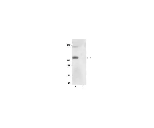 62-8384-61　Anti-phospho-eNOS/NOS III (Ser116); 100 μL　07-357