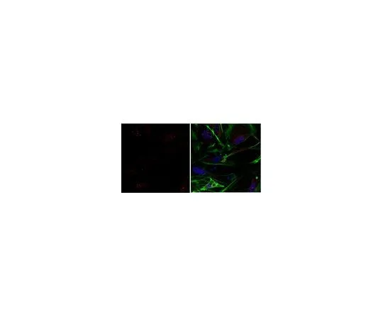 62-8459-76　Anti-ESRRB　ABD101