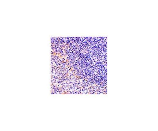 62-8457-83　Anti-FAF1　ABC346
