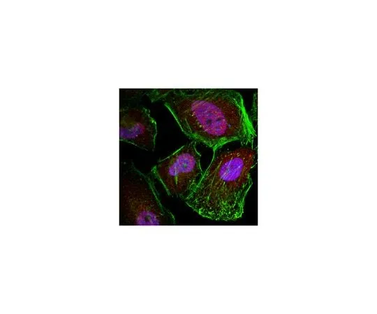 62-8458-52　Anti-Caspase 3 Antibody　ABC495