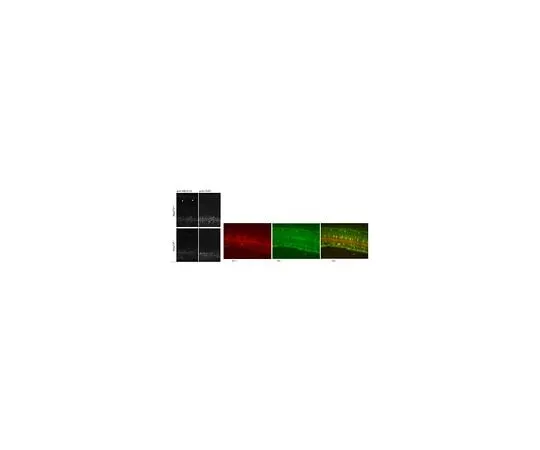 62-8456-30　Anti-Megf10　ABC10