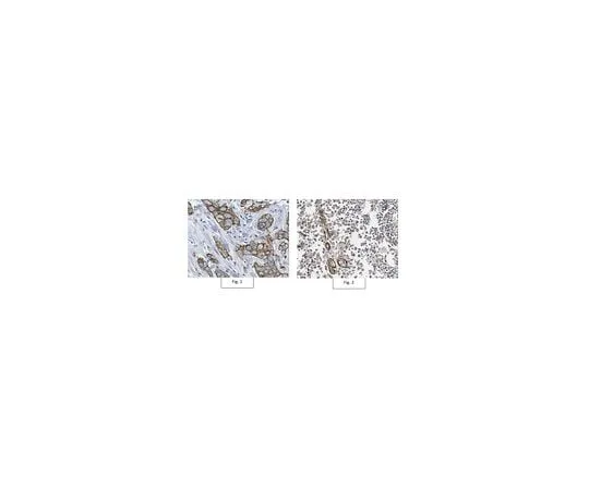 62-8458-51　Anti-BCL2A1/BFL-1 Antibody　ABC490