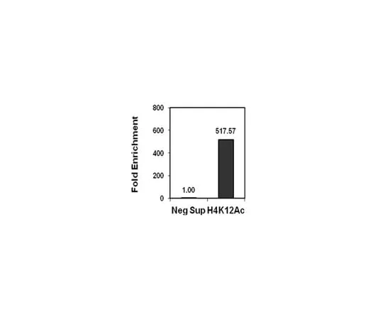 62-8368-05　Anti-acetyl-Histone H4 (Lys12) Antibody, Trial Size 04-119-S　04-119-S