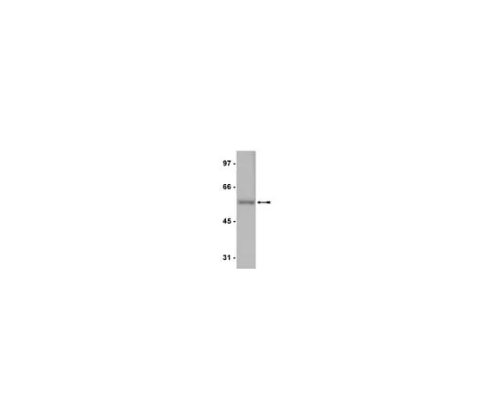 62-8370-73　Anti-E2F-4, clone GG22-2A6; 200 μg　05-312