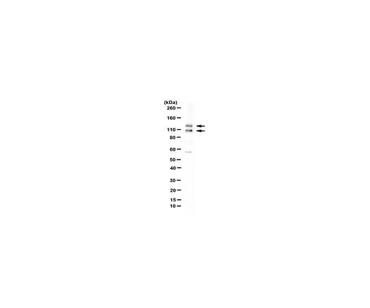 62-8447-59　Anti-ASCIZ　AB3271-I