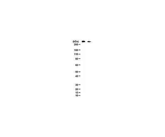 62-8446-77　Anti-MAP-2; 100 μg　AB2290