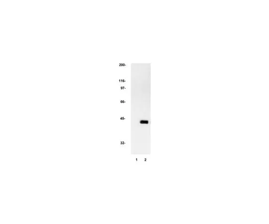 62-8370-44　Anti-MAP Kinase 2/Erk2, clone 1B3B9; 200 μg　05-157