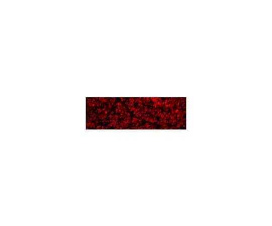 62-8468-20　Anti-RBPMS Antibody　ABN1362