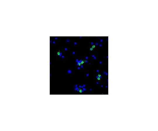 62-8465-62　Anti-NeuN (rabbit polyclonal), Alexa Fluor(R) 488 Conjugate; 100 μL　ABN78A4