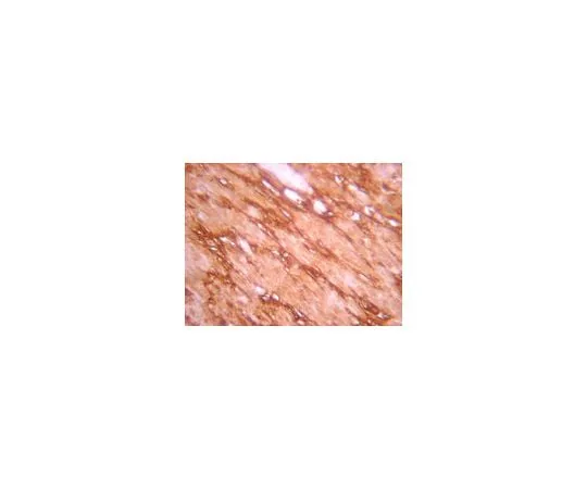 62-8387-27　Anti-Notch 1, Intracellular ;200 μL　07-1231