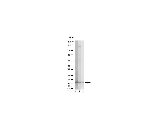 62-8384-68　Anti-Histone H2B; 200 μg　07-371
