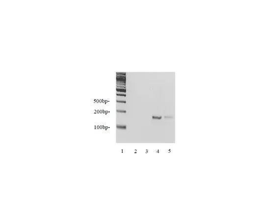 62-8393-33　EZ-Zyme(TM) Chromatin Prep Kit; 1 kit　17-375