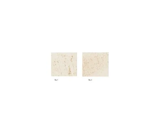 62-8444-34　Anti-Fluorescent Gold Antibody Cat. No. AB153-I　AB153-I