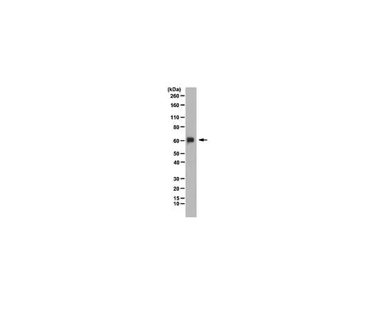 62-8448-93　Anti-PRDM14; 100 μL　AB4350