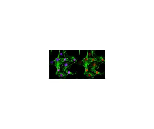 62-8375-38　Anti-MDC1, clone P2B11; 100 μg　05-1572