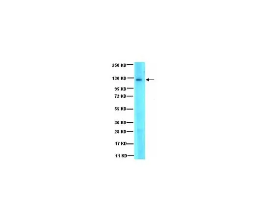 62-8387-82　Anti-JAK3; 100 μL　07-1487