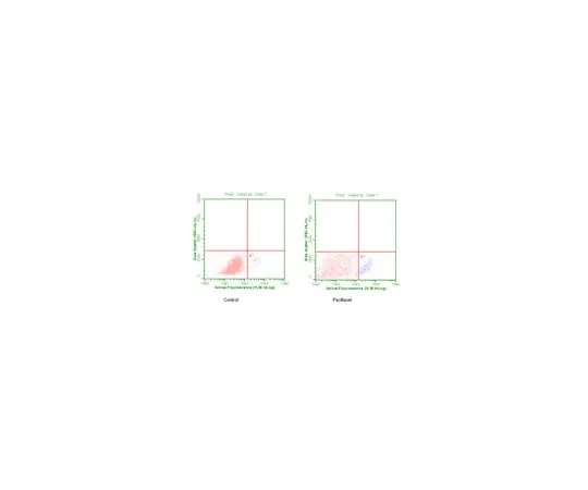 62-8373-37　Anti-phospho-Bcl-2 (Ser70), clone 69-10C-2-10C-18; 100 μL　05-843R