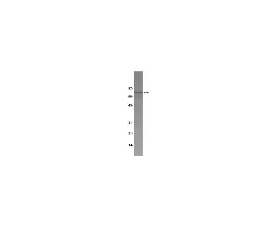 62-8382-45　Anti-TPOR/c-Mpl; 200 μg　06-944