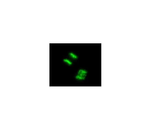 62-8394-65　LentiBrite(TM) Histone H2B-GFP Lentivira lBiosensor　17-10229