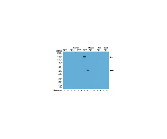 62-8369-87　Rabbit-Anti-Human IgG4 Antibody, clone RM120　04-1667