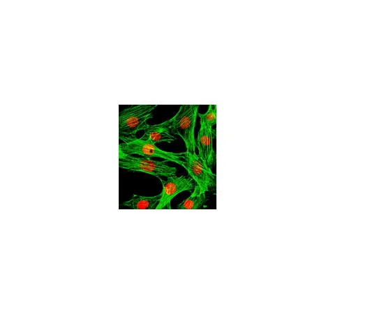 62-8374-97　Anti-FOXA1, clone 2F83; 100 μg　05-1466