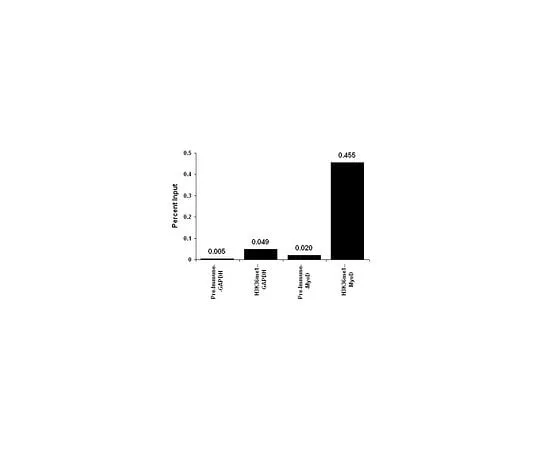 62-8385-65　Anti-monomethyl-Histone H3 (Lys36); 100 μL　07-548