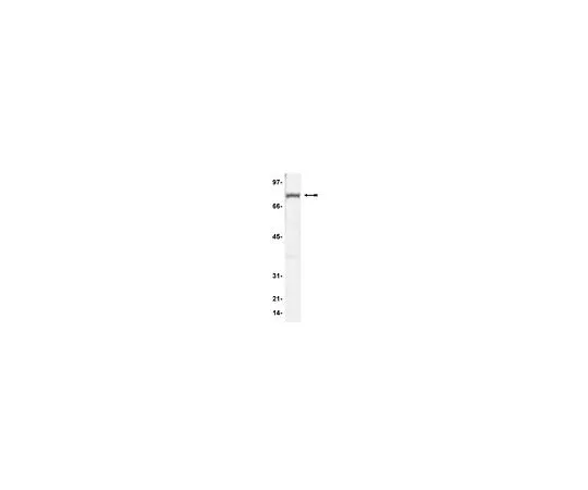 62-8383-51　Anti-MeCP2; 200 μg　07-013