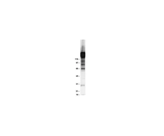 62-8392-09　Anti-Phosphotyrosine, clone 4G10R, agarose conjugate; 1 mg　16-101