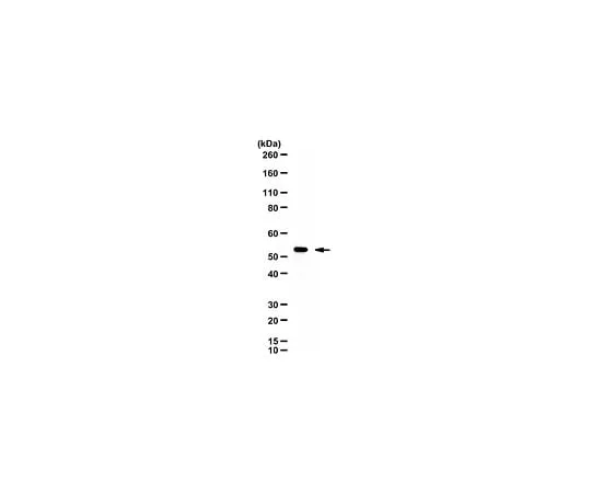 62-8468-06　Anti-HNF-6 Antibody　ABN1022