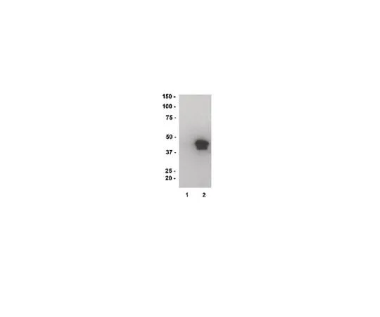 62-8391-27　MBP, recombinant; 500 μg　13-173