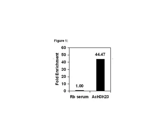 62-8394-22　ChIPAb+(TM) Acetyl Histone H3 (Lys23); 25 assays　17-10112
