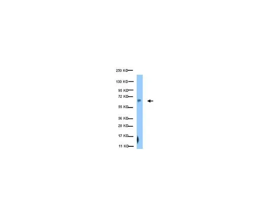 62-8387-70　Anti-phospho-Paxillin (Ser126); 100 μL　07-1441