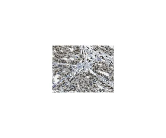 62-8459-09　Anti-FOXL1 Antibody　ABC937