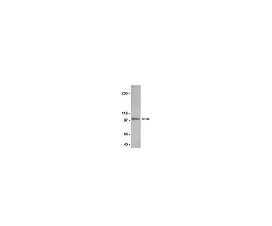 62-8384-53　Anti-NR3B; 200 μg　07-351