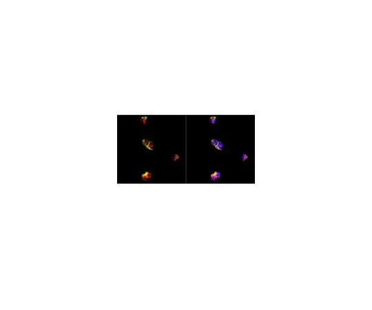 62-8451-02　Anti-Neurogenin 2; 100 μg　AB5682