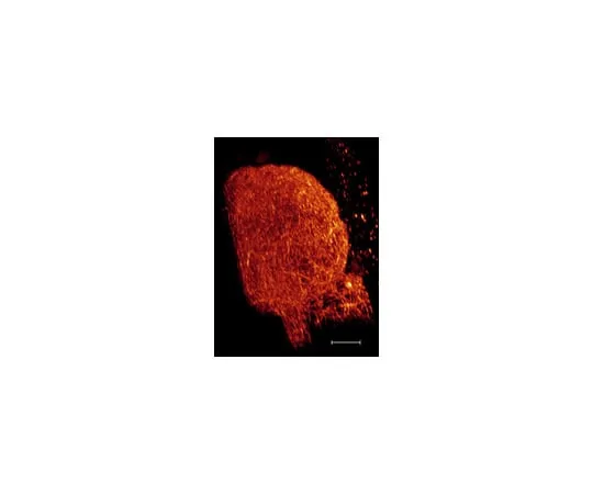 62-8373-27　Anti-α-Tubulin, clone DM1A; 200 μg　05-829