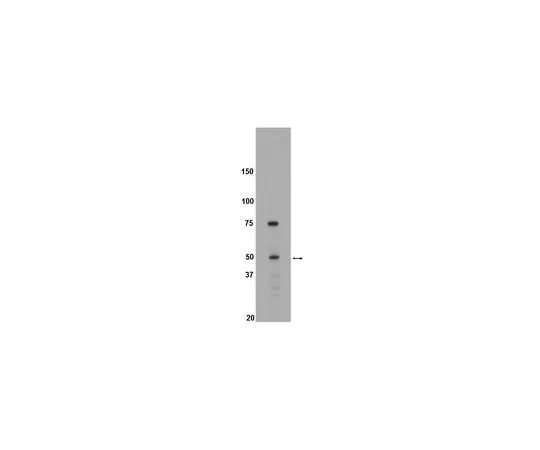 62-8389-38　anti-Brk; 50 μg　09-143