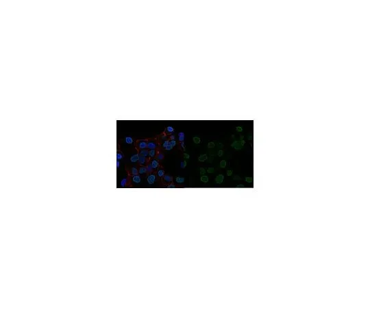62-8385-17　Anti-trimethyl-Histone H3 (Lys27) Antibody, Alexa Fluor(R) 488 Conjugate　07-449-AF488