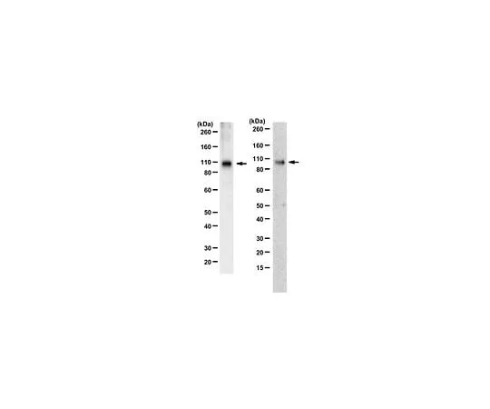 62-8445-02　Anti-GluR4; 100 μg　AB1508